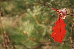 Leaves Make Great Toddler Art Materials